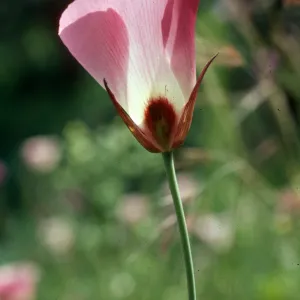 Calochortus catalinae, Encinal Canyon Road, Santa Monica Mountains