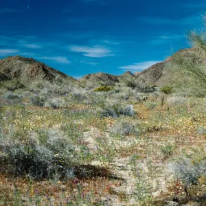 Cottonwood Springs Road, Joshua Tree