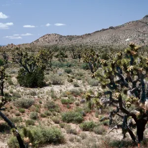 Joshua Tree Woodland, Keystone Canyon Road, New York Mountains, Joshua Tree
