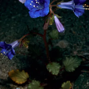 Phacelia campanularia, Box Canyon, Coachella Valley