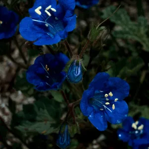 Phacelia campanularia, Desert Section, Santa Barbara Botanic Garden
