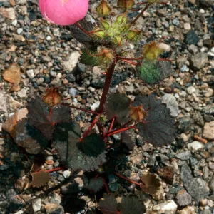 Eremalche rotundifolia, Panamint Mountains, Mojave Desert