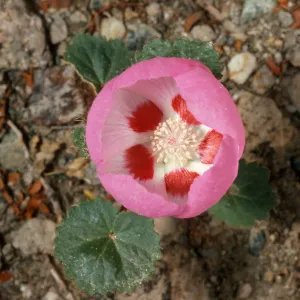 Eremalche rotundifolia, Hunter Canyon, Saline Valley, Inyo Mountains
