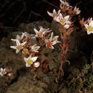 Dudleya blochmaniae ssp. blochmaniae, road to Point Sal, Santa Barbara County