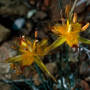 Calochorus obispoensis, Cuesta ridge, San Luis Obispo County