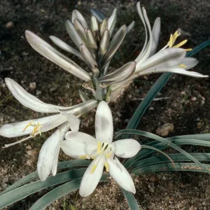 Hesperocallis undulata, Anza-Borrego