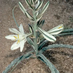 Hesperocallis undulata, Anza-Borrego