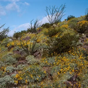 Encelia farinosa, Anza-Borrego
