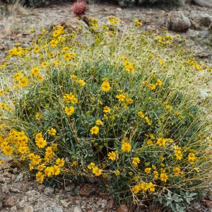 Encelia farinosa, Anza-Borrego