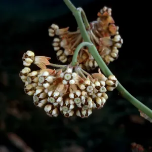 Asclepias albicans, Torote Bowl Trail, Anza- Borrego