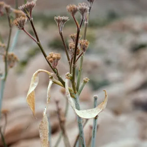 Asclepias albicans, Anza-Borrego