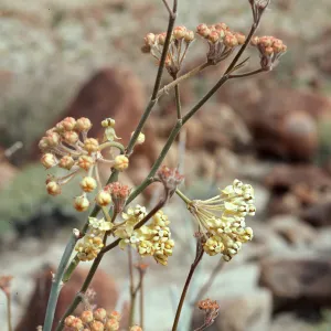 Asclepias albicans, Anza-Borrego