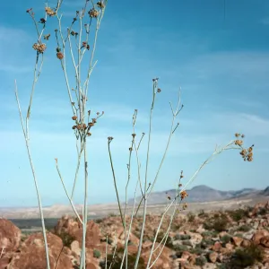 Asclepias albicans, Torote Bowl Trail, Mountain Palm Springs, Anza-Borrego