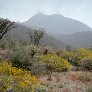 Encelia farinosa, Fouquieria splendens, Hellhole Canyon, Anza-Borrego