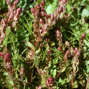 Aphanisma blitoides, Cat Canyon, Santa Barbara Island