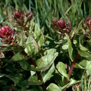 Aphanisma blitoides, Cat Canyon, Santa Barbara Island