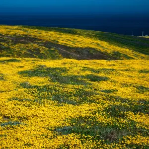 Lasthenia californica, Northeast end, Santa Barbara Island