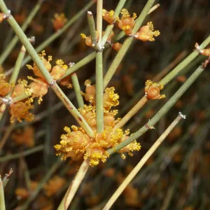 Ephedra ♂, Backus Road on way to Mojave