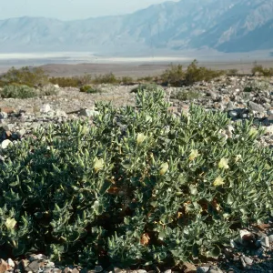 Eucnide urens, Saline Valley, Northern Mojave Desert
