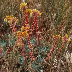 Dudleya caespitosa, just East of West terrace, West Anacapa Island