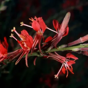 Gaura coccinea, Vulcan Mine, Providence Mountains, Mojave National Preserve, San Bernardino County