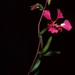 Clarkia unguiculata, Refugio Canyon, Santa Barbara County