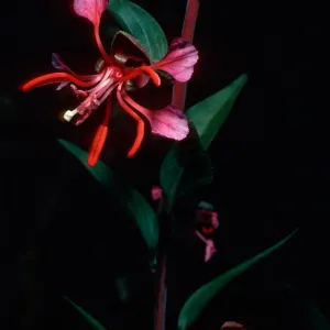 Clarkia unguiculata, Refugio Canyon, Santa Barbara County