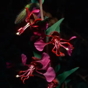 Clarkia unguiculata, Refugio Canyon, Santa Barbara County