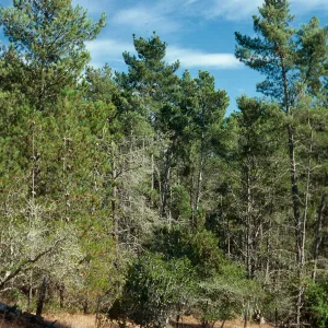 Pinus radiata, Bridge Road, Cambria, San Luis Obispo County