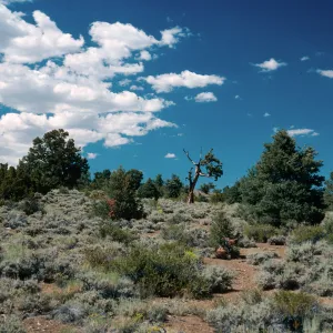 Pinyon/Junipers, Westgard Pass, White & Inyo Mountains