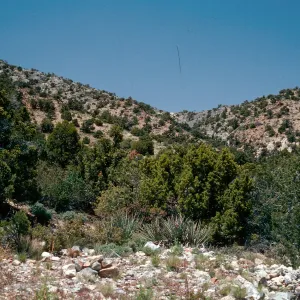 Pinyon-Juniper Woodland, Keystone Canyon, New York Mountains, Mojave National Reserve, San Bernardino County