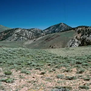 Sagebrush/Bristlecone contact, North of Schulman Grove, White Mountains, near Bishop, California