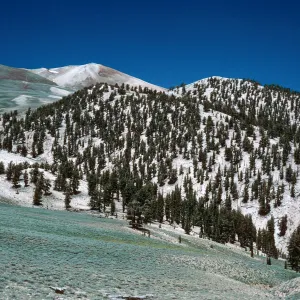 Sagebrush/Bristlecone contact, head of Wyman Canyon, White Mountains