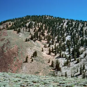 Sagebrush/Bristlecone contact, head of Wyman Canyon, White Mountains