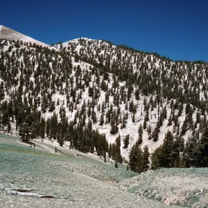 Bristlecones on dolomite, White Mountains