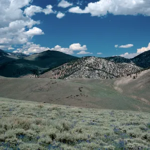 bristlecones on slopes/sagebrush w/Lupinus, White Mountains