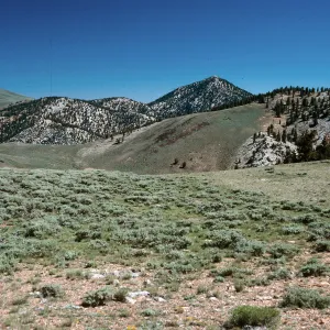 Sagebrush/Bristlecone contact/ White Mountains, North of Schulman Grove, near Bishop, California