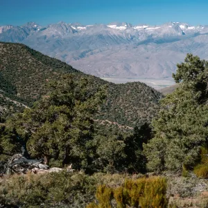 Pinyons, view of Sierras, White Mountains