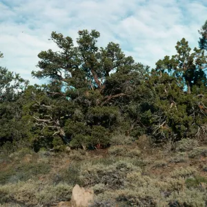 Pinyon/Juniper, White Mountains