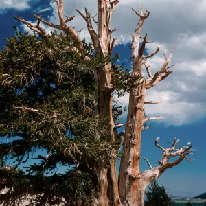 Patriarch Grove, White Mountains, Inyo National Forest