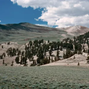 Patriarch Grove Road to White Mountains, Inyo National Forest