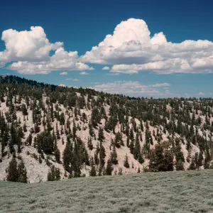 Patriarch Grove- Road to White Mountains, Inyo National Forest