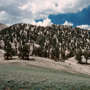 Patriarch Grove- road to White Mountains, Inyo National Forest