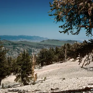 Patriarch Grove, White Mountains, Inyo National Forest