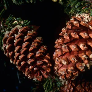 Pinus longaeva, Schulman Grove, White Mountains, near Bishop, California