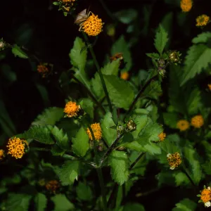 Bidens pilosa, Tunnel Road, Santa Barbara County
