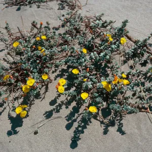 Camissonia cheiranthifolia, Oxnard sand dunes