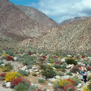 Encelia-Beloperone californica, Borrego Palm Canyon, Anza-Borrego