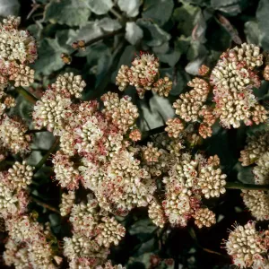 Eriogonum grande timorum, West of Corral Harbor, San Nicolas Island