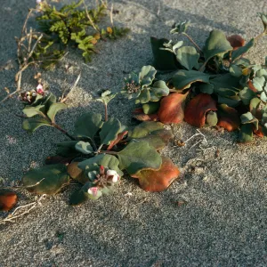 Dithyrea maritima, Red Eye Beach, San Nicolas Island